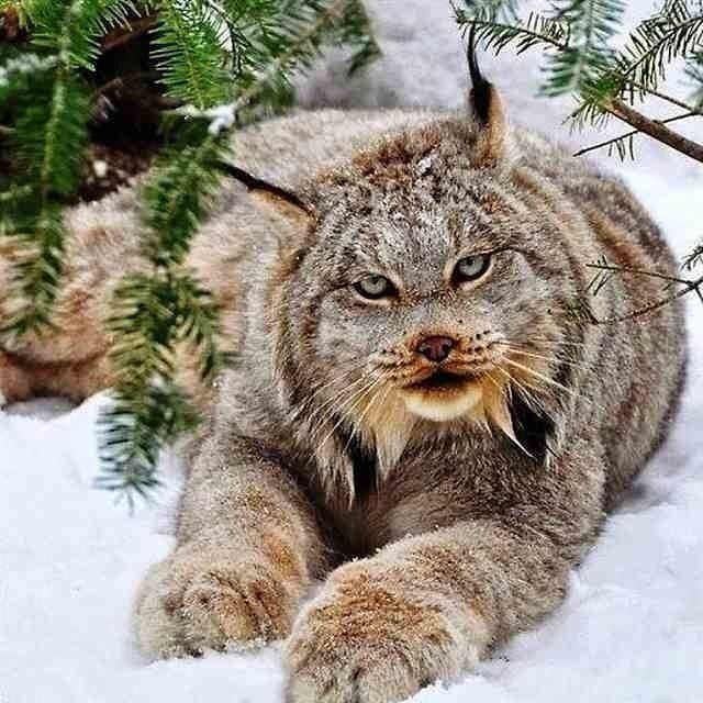 Канадская рысь - оригинал