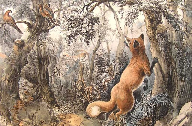 лиса в лесу - оригинал