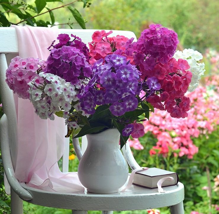 Флоксы - цветы - оригинал