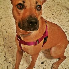 Схема вышивки «iv»