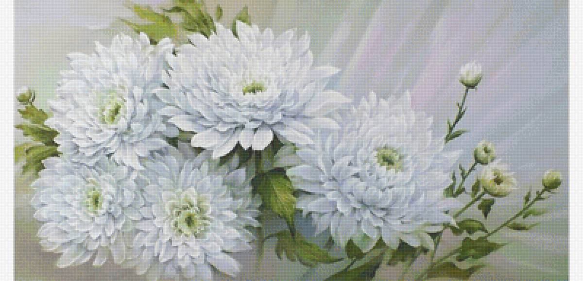 Хризантемы - белые цветы, цветы - предпросмотр