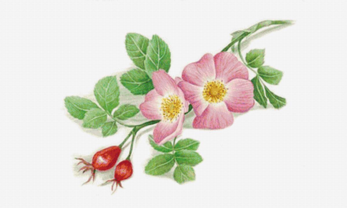 Ветка шировника - цветы, шиповник - предпросмотр