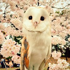 Схема вышивки «Полярная сова»