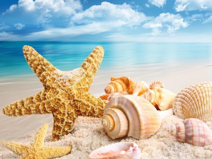 Дары моря - море, морские звезды, ракушки - оригинал