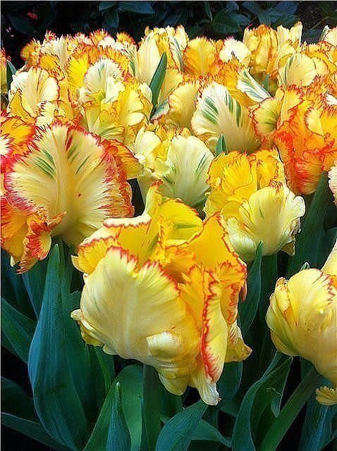 тюльпаны - оригинал