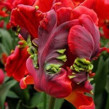 Схема вышивки «тюльпан2»