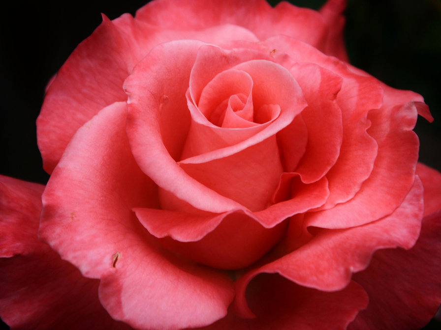 роза р - оригинал