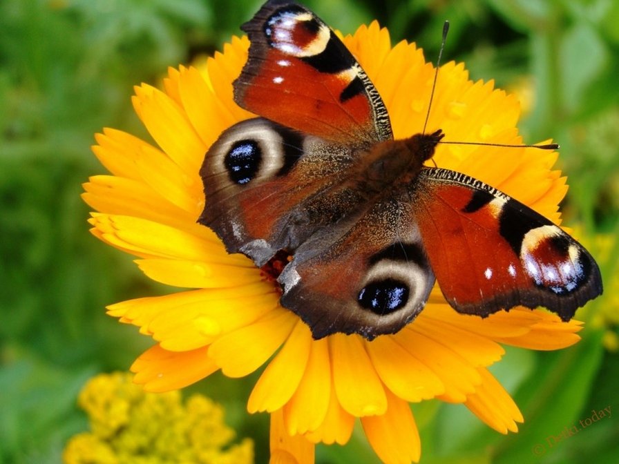 №1699812 - оригинал