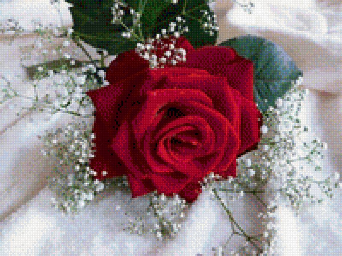 роза на снегу - роза, красная роза - предпросмотр