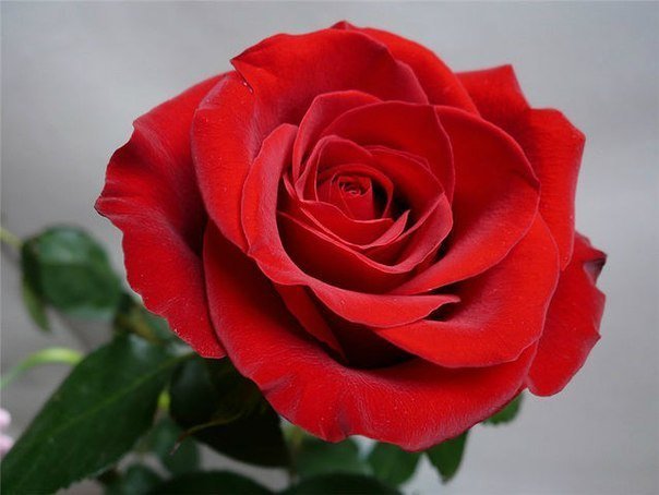 красная роза - красная роза - оригинал