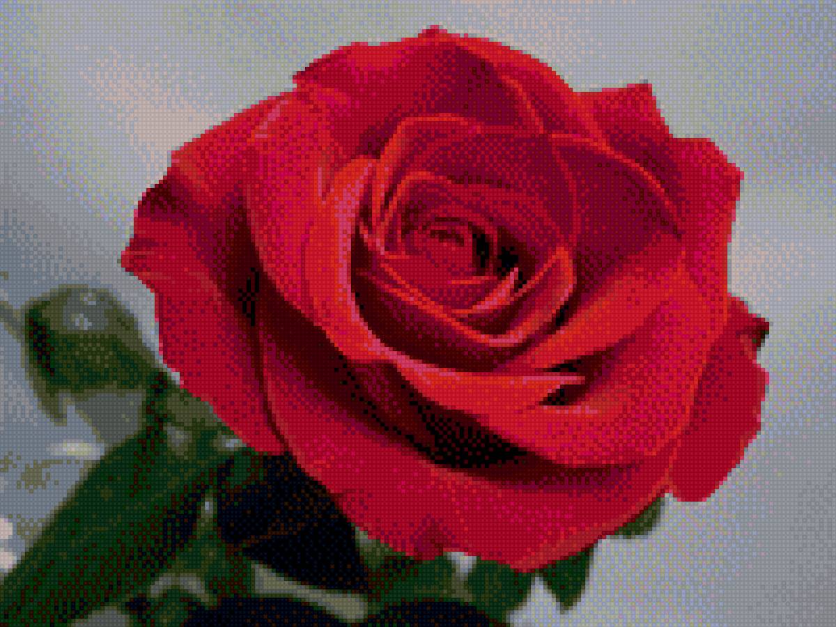 красная роза - красная роза - предпросмотр