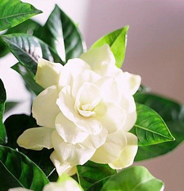 гардения - гардения, цветы - оригинал