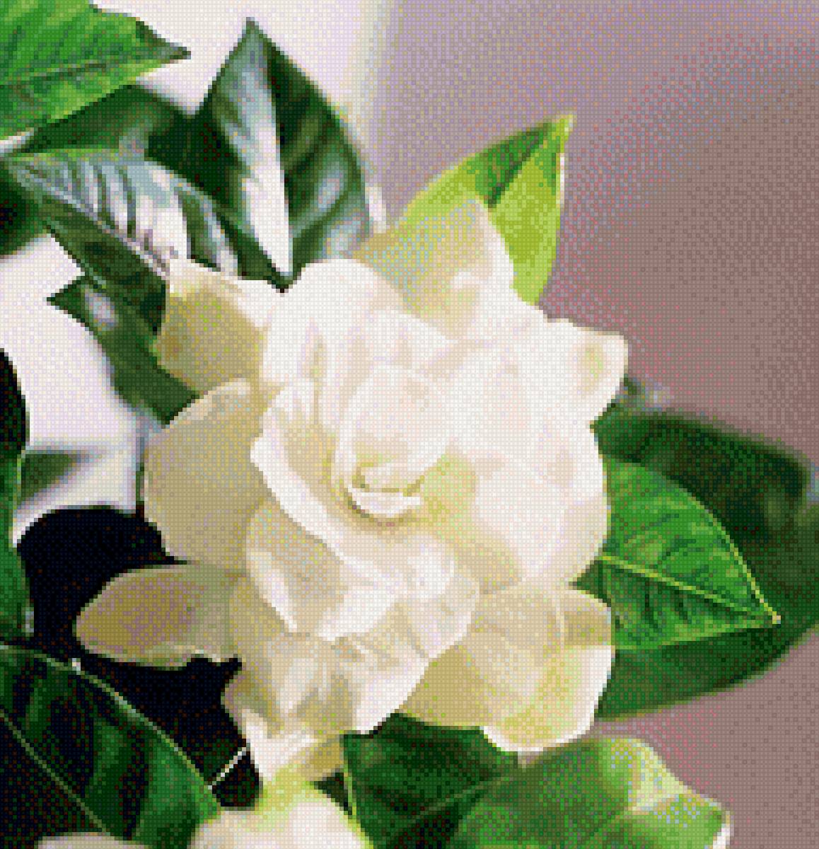 гардения - гардения, цветы - предпросмотр