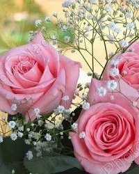 розы - оригинал