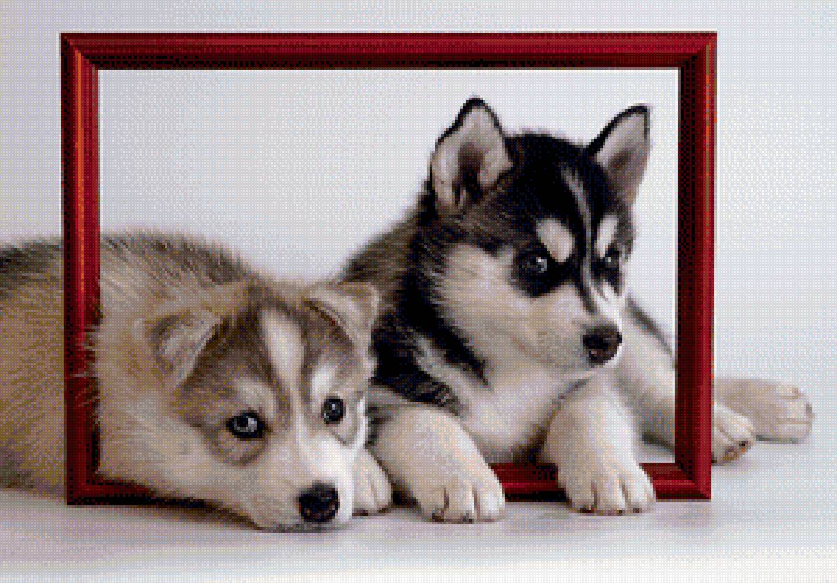 щенки хаски - рамка, хаски, щенки - предпросмотр