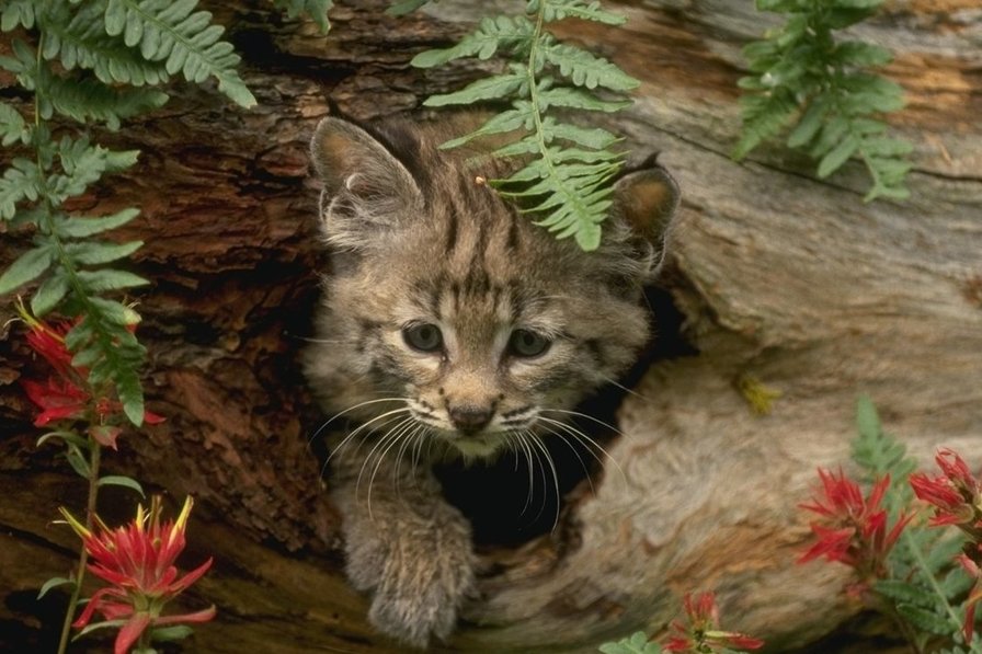 Рысь - животные, пейзаж - оригинал