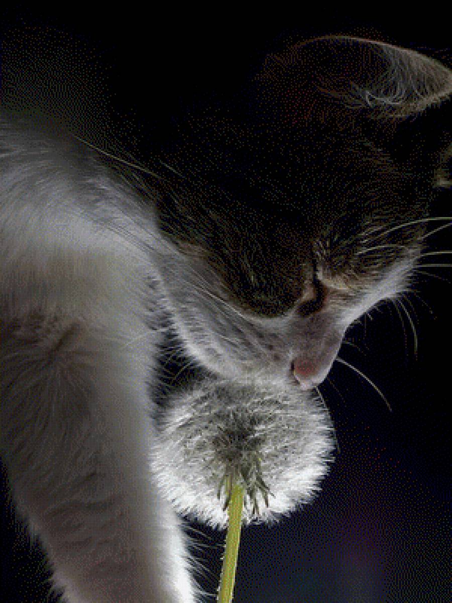 Kočka s pampeliškou - предпросмотр