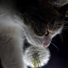 Схема вышивки «Kočka s pampeliškou»