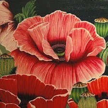 Схема вышивки «маки»