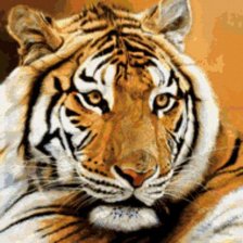 Схема вышивки «тигр»