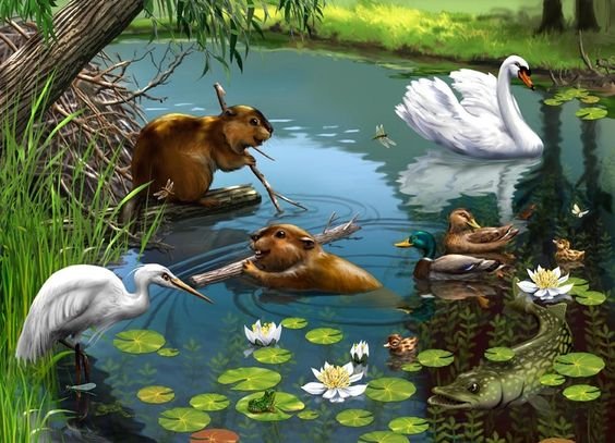 Мир животных - бобер, птица, лебедь, животное, журавль, щука, озеро - оригинал
