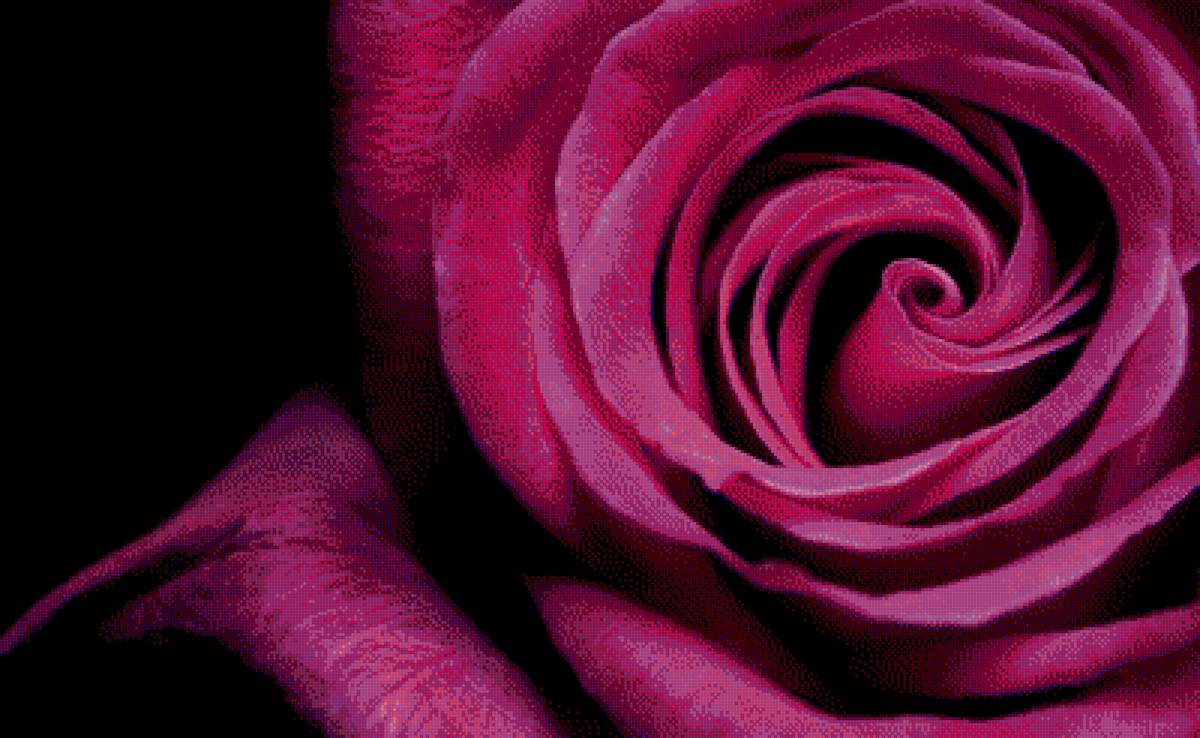 Роза - цветы - предпросмотр