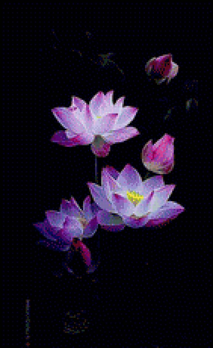 цветущий лотос - цветы, природа - предпросмотр