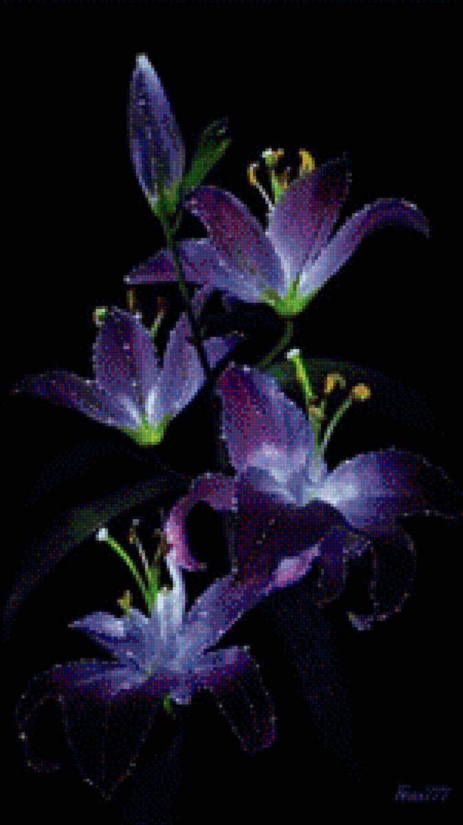 завораживающие цветы - природа, цветы - предпросмотр