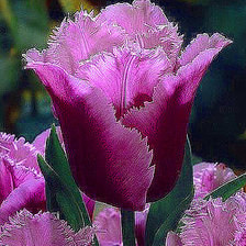 Схема вышивки «тюльпан»