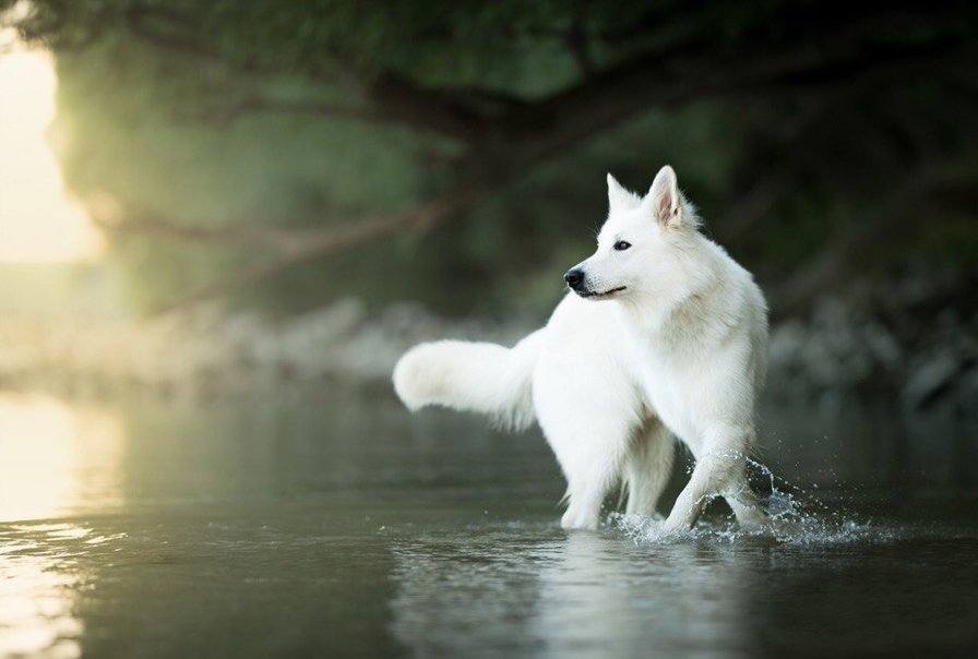 Белая Швейцарская овчарка - бшо, собака - оригинал