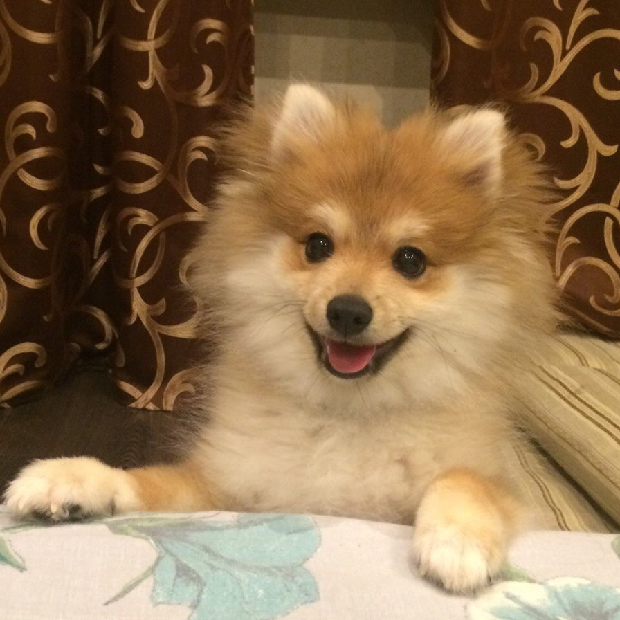 Тимоша - оригинал