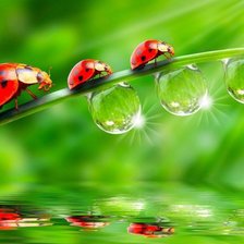 Схема вышивки «После дождя»