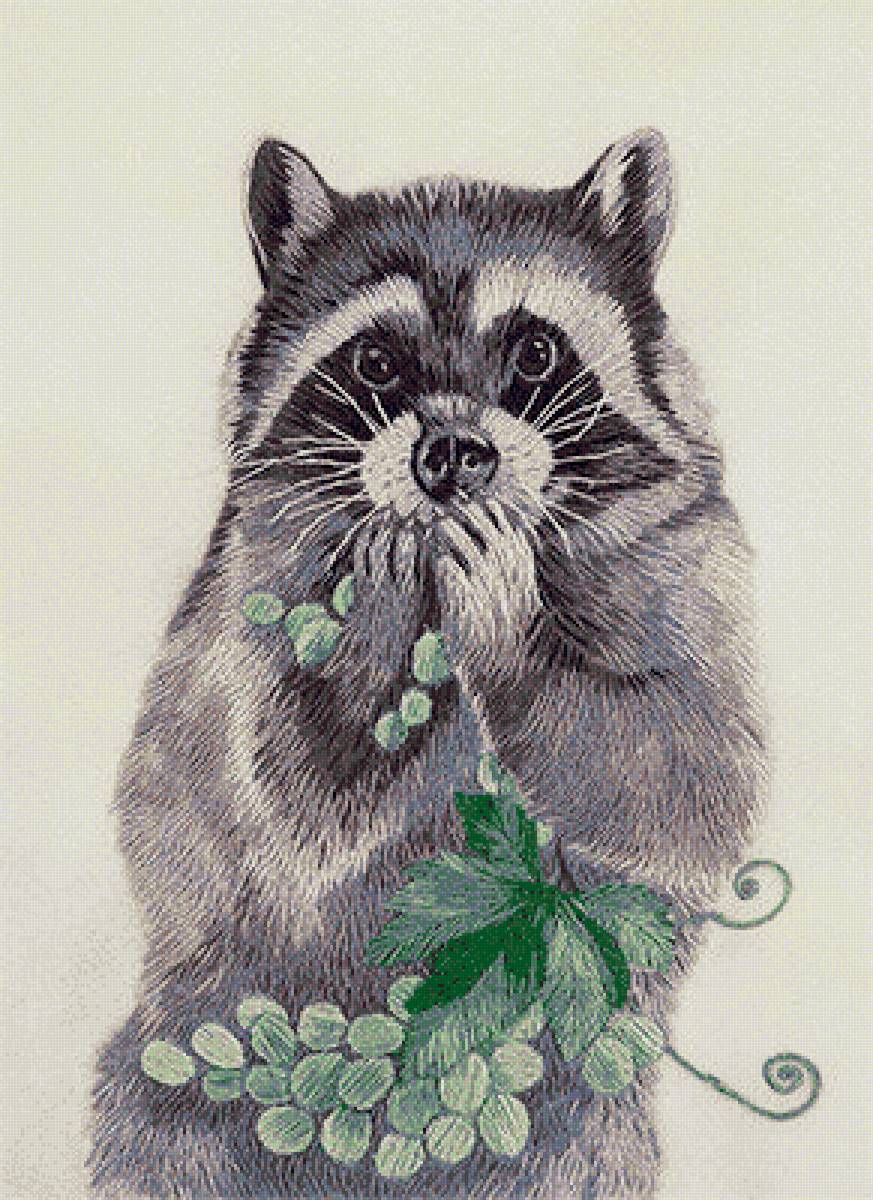 симпатяшка енот - предпросмотр