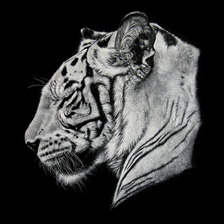 белый тигр 1