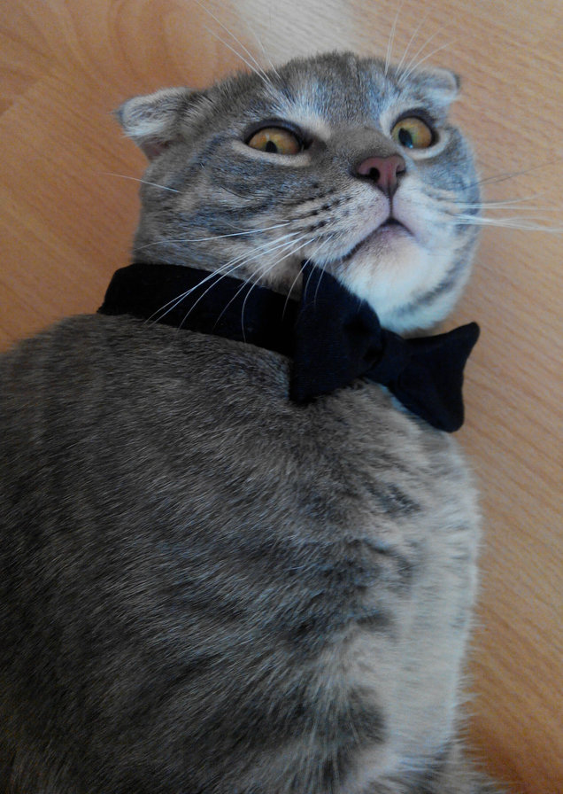 кот муркот - оригинал