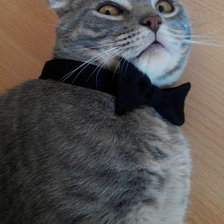 Схема вышивки «кот муркот»