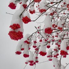 Схема вышивки «заснеженная рябина»