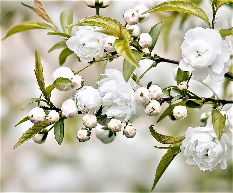 Цветущая ветка - природа, фото - оригинал