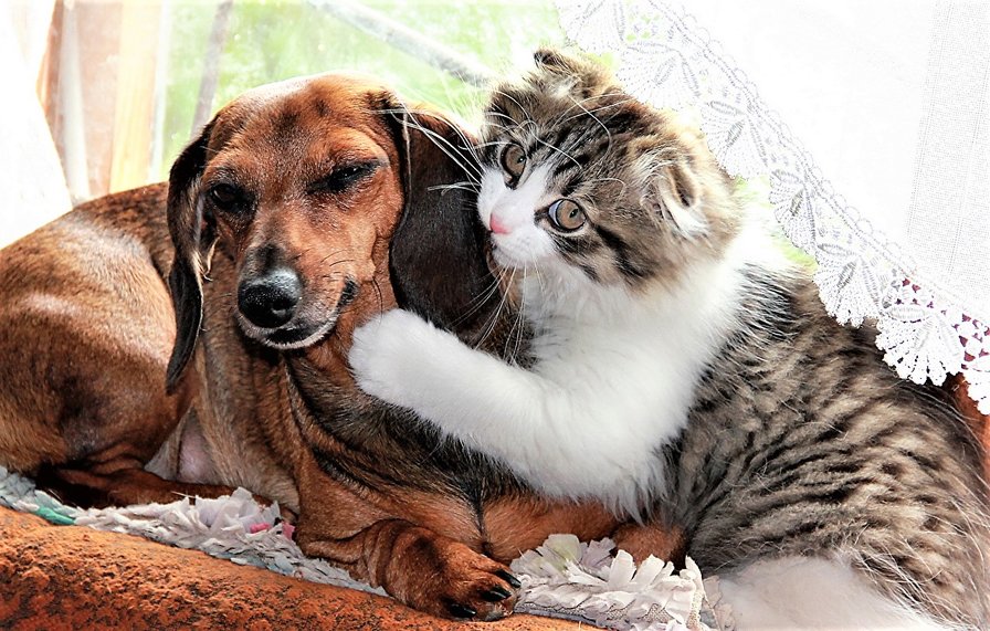 Дружба - домашние любимцы, животные, фото - оригинал