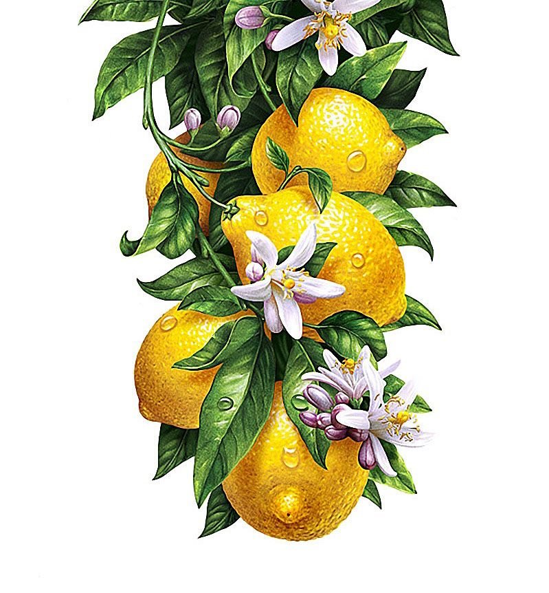 лимоны - природа, картина, натюрморт - оригинал