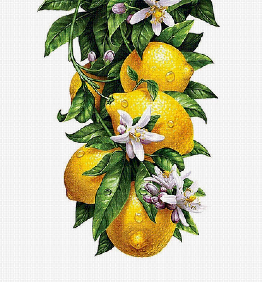 лимоны - натюрморт, природа, картина - предпросмотр