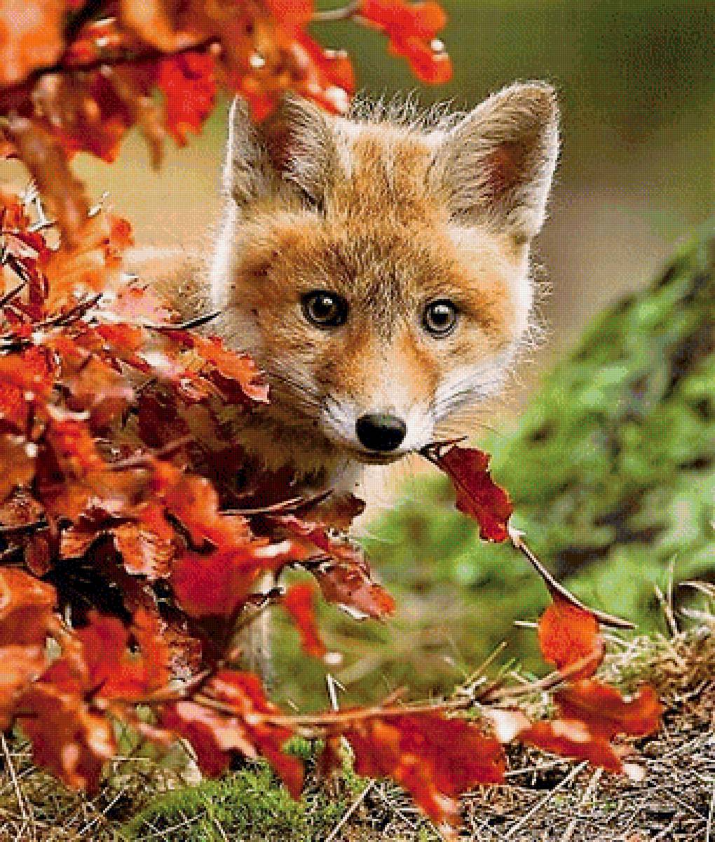 лисичка - фото, животные - предпросмотр