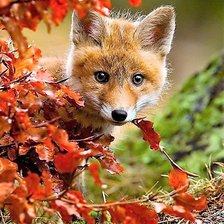 Схема вышивки «лисичка»