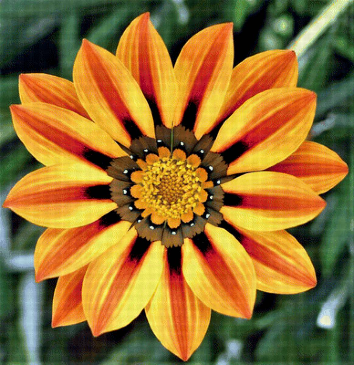 Цветок - фото, цветы - предпросмотр