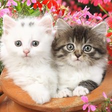 Схема вышивки «котята»