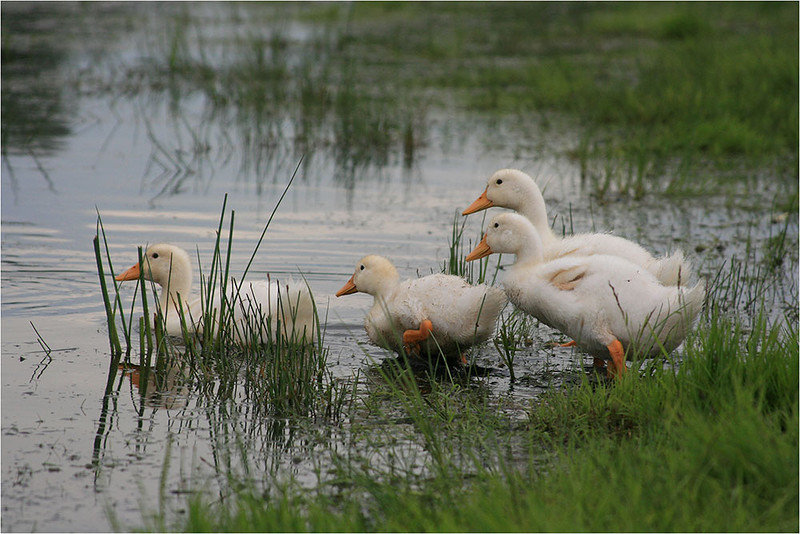 Patinhos - animais - оригинал