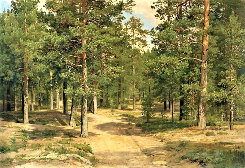 Сосновый бор - шишкин, живопись, лето, природа, картина - оригинал