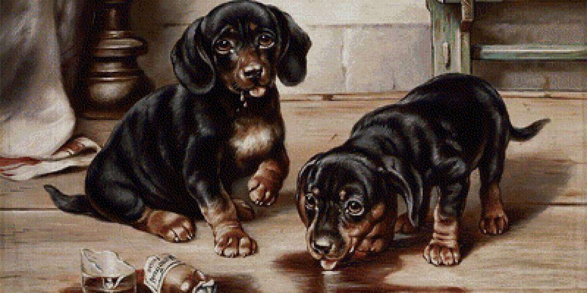 №1708238 - собаки, щенята - предпросмотр