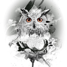 Черно-белая Сова