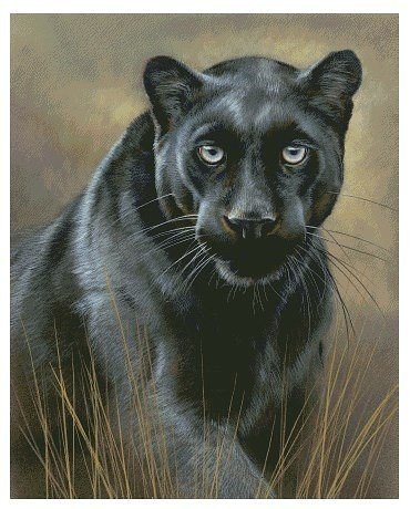 №1708696 - пантера, кошка - оригинал